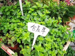 -曲阳花鸟市场(曲阳路店)