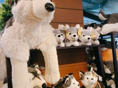 -TrueLove @ Neverland (Husky Cafe)