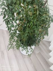 -HEYAN荷妍专业脱毛连锁机构