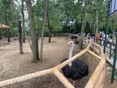 -大连森林动物园