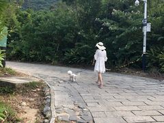 -杨梅坑