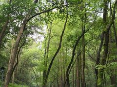 -杭州西湖风景名胜区-满觉陇四眼井