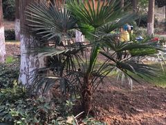 -荆州中山公园动物园