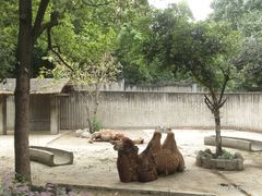 -成都动物园