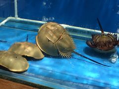 -御唐府海珊瑚主题餐厅