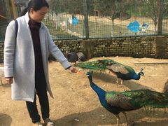 -武汉紫薇都市田园