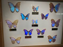 -上海昆虫博物馆