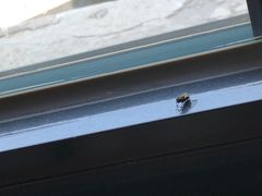-狗不理(贵宾楼店)
