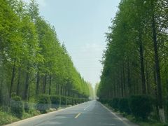 -黄海国家森林公园