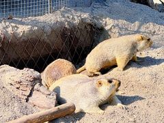 -哈尔滨北方森林动物园