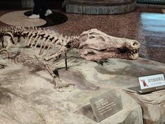-自贡恐龙博物馆