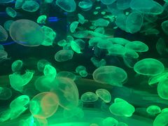 -上海海昌海洋公园