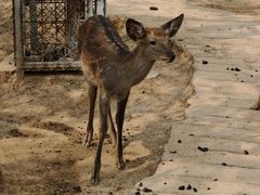-石家庄市动物园