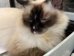 -共舞时光猫咖·狗咖(新街口店)