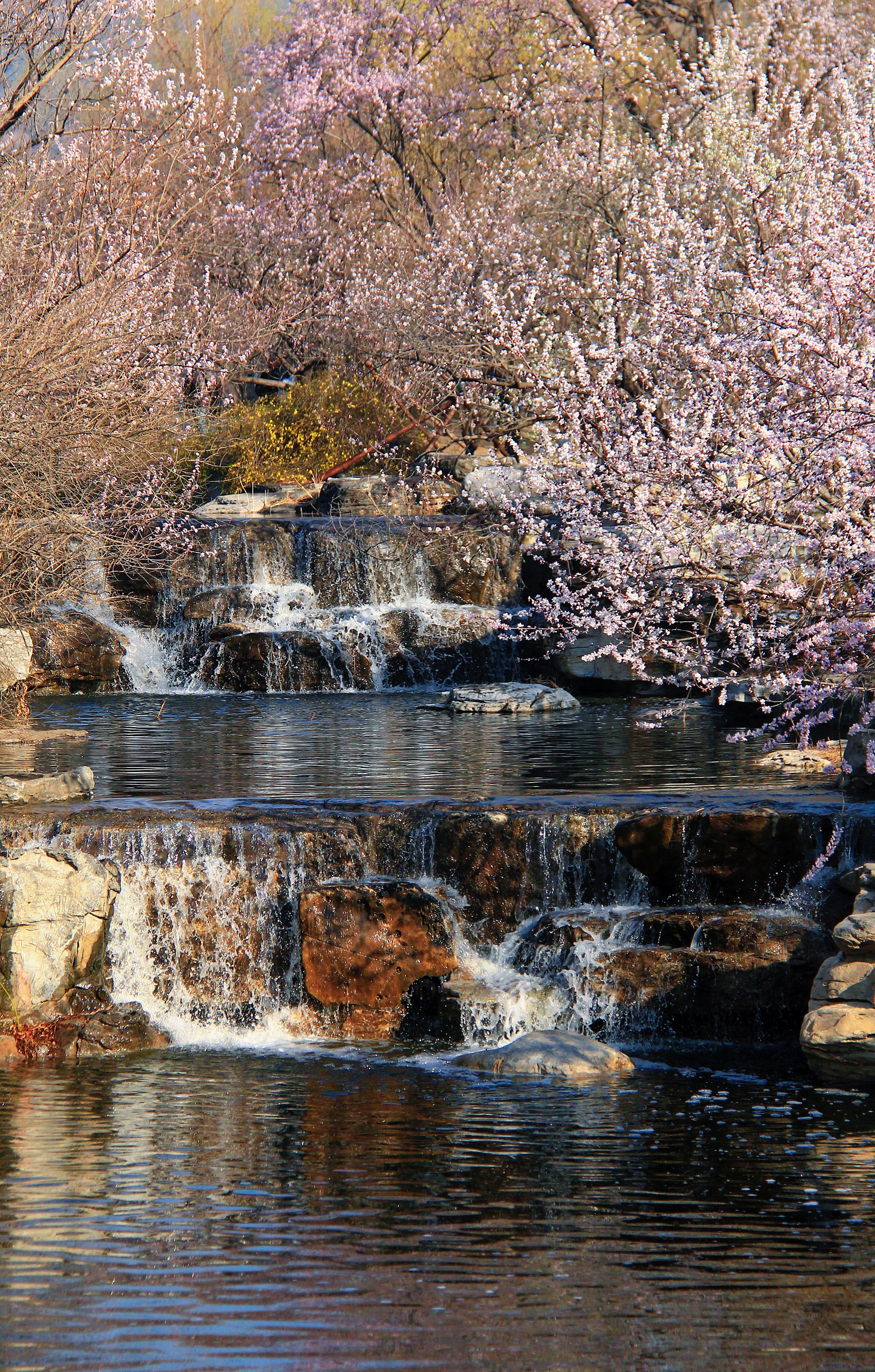 国家植物园的山桃花溪