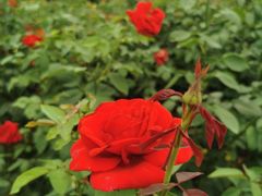 -武汉紫薇都市田园