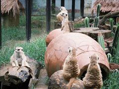 -大连森林动物园