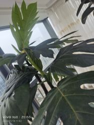 -HEYAN荷妍专业脱毛连锁机构