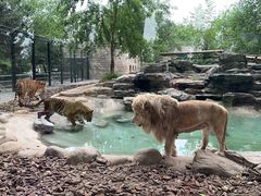 -北京野生动物园