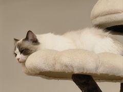 -有喵·猫咖·狗咖·30几只猫10只小狗(岗厦店)