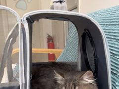 -佳雯宠物医院·皮肤科·内外科(春晓路分院)