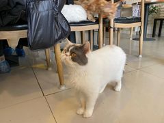 -平行世界·猫咖(首经贸店)