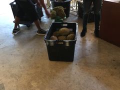 -都念榴莲·城市榴莲