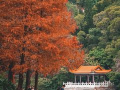 -深圳仙湖植物园