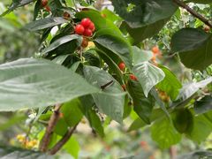 -樱桃山旅游景区