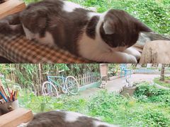 -海边的猫和咖啡馆