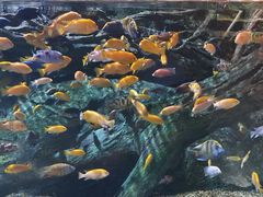 -暹罗海洋世界