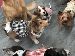-汪说·狗咖·拼豆·宠物周边DIY(旺城大厦店)