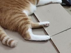 -瑞鹏宠物医院·夜间急症·心超·猫科(祖庙分店)