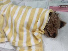 -利又安动物医院··老年病·猫科犬科·中兽医
