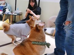 -逗柴咖啡屋·狗咖猫咖宠物桌游