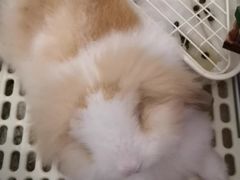 -宠物兔专门店(天丰利市场店)