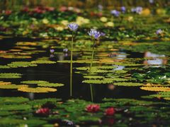 -国家植物园南园