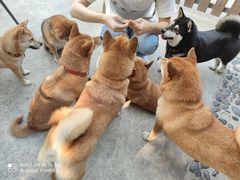 -柴犬高等学院·狗咖·柴犬售卖·宠物训练