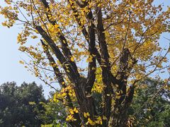 -重庆彩云湖湿地公园