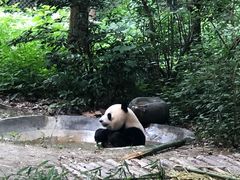 景点-成都大熊猫繁育研究基地