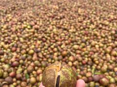 -江西阳明山国家森林公园