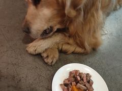 -百好乐宠物友好餐厅(朝外大街店)