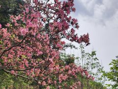 -木兰云雾山