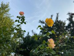 -朝阳公园游乐园