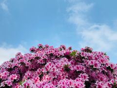 -上海鲜花港