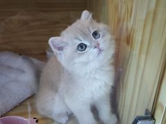 -小猫来了猫舍(福田店)