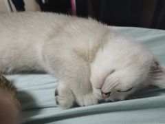 -佳雯宠物医院·皮肤科·内外科(春晓路分院)