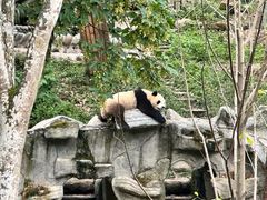 -中国大熊猫保护研究中心雅安碧峰峡基地