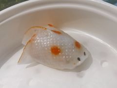 -顺轩海鲜火锅酒家