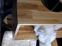 -贝来恩24H动物医院·转诊中心(稻香路店)